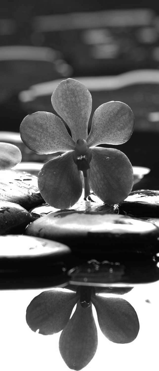 фото Самоклеющиеся фотообои "красные орхидеи на камнях", 90x210 см, эффект черно-белый фотообои.рф