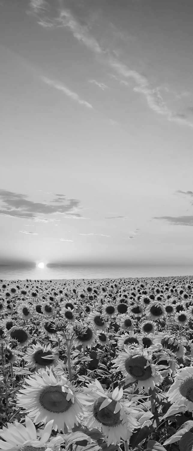 фото Самоклеющиеся фотообои "поле подсолнухов", 90x210 см, эффект черно-белый фотообои.рф