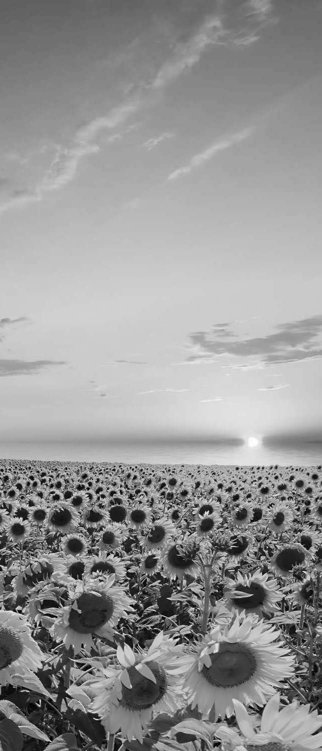 фото Самоклеющиеся фотообои "поле подсолнухов", 90x210 см, эффект черно-белый, отраженный фотообои.рф