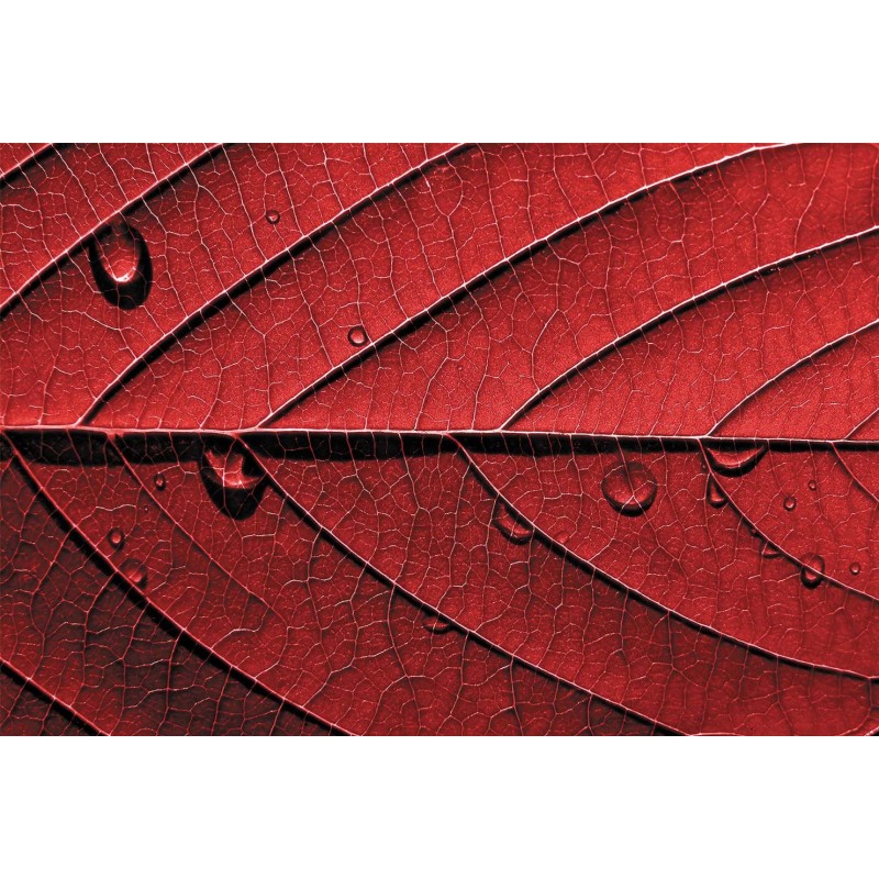 Обои Milan (Красный лист), M 413, 400х270 см