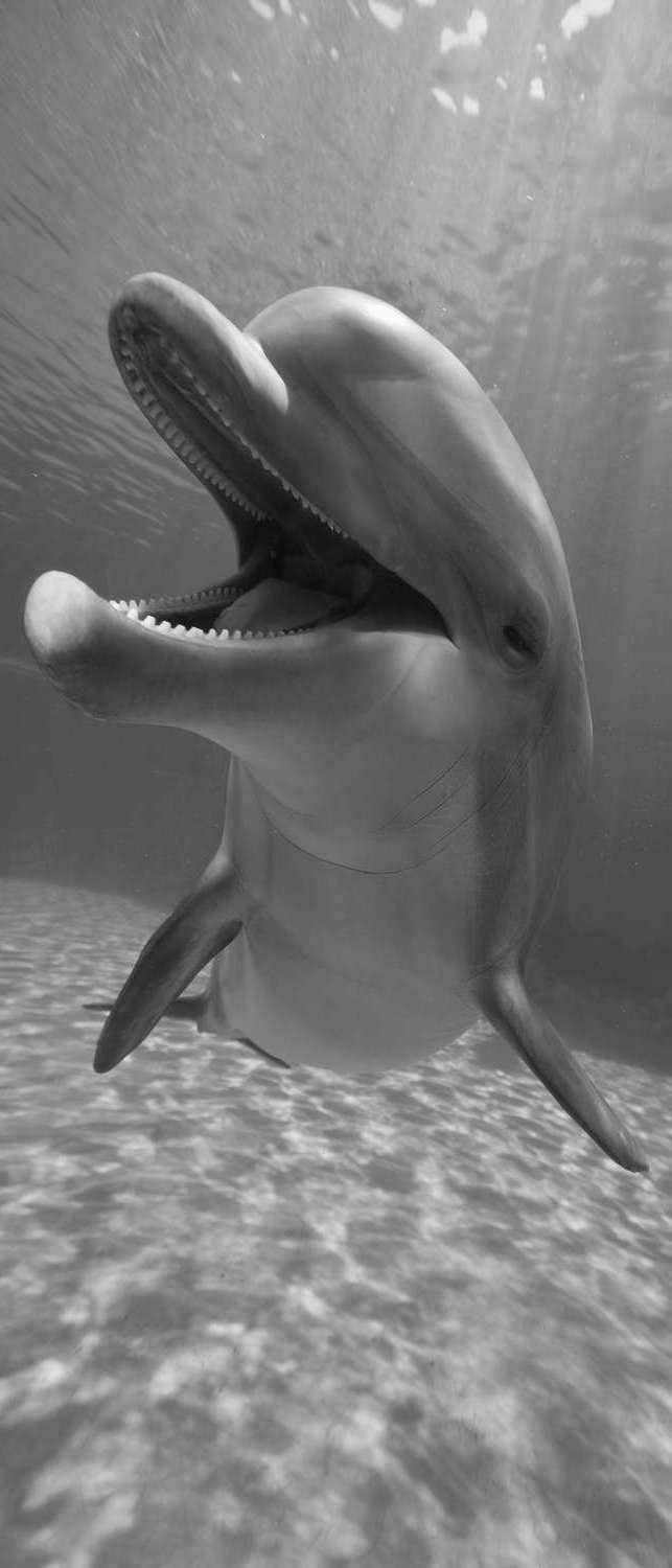 фото Самоклеющиеся фотообои "портрет дельфина", 90x210 см, эффект черно-белый, отраженный фотообои.рф