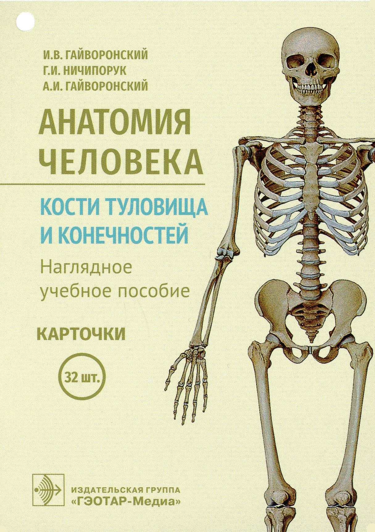 фото Книга анатомия человека. кости туловища и конечностей гэотар-медиа