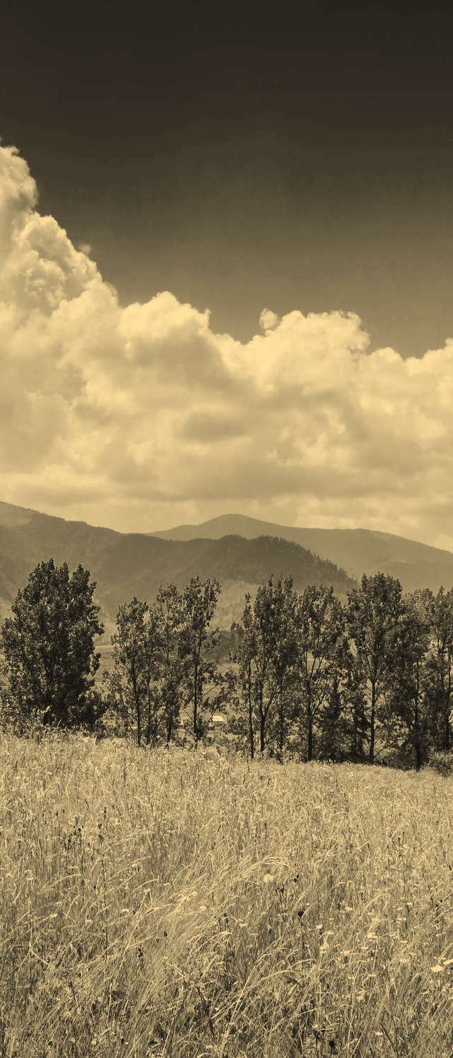 

Самоклеющиеся фотообои "Горные травы", 90x210 см, эффект сепия, отраженный