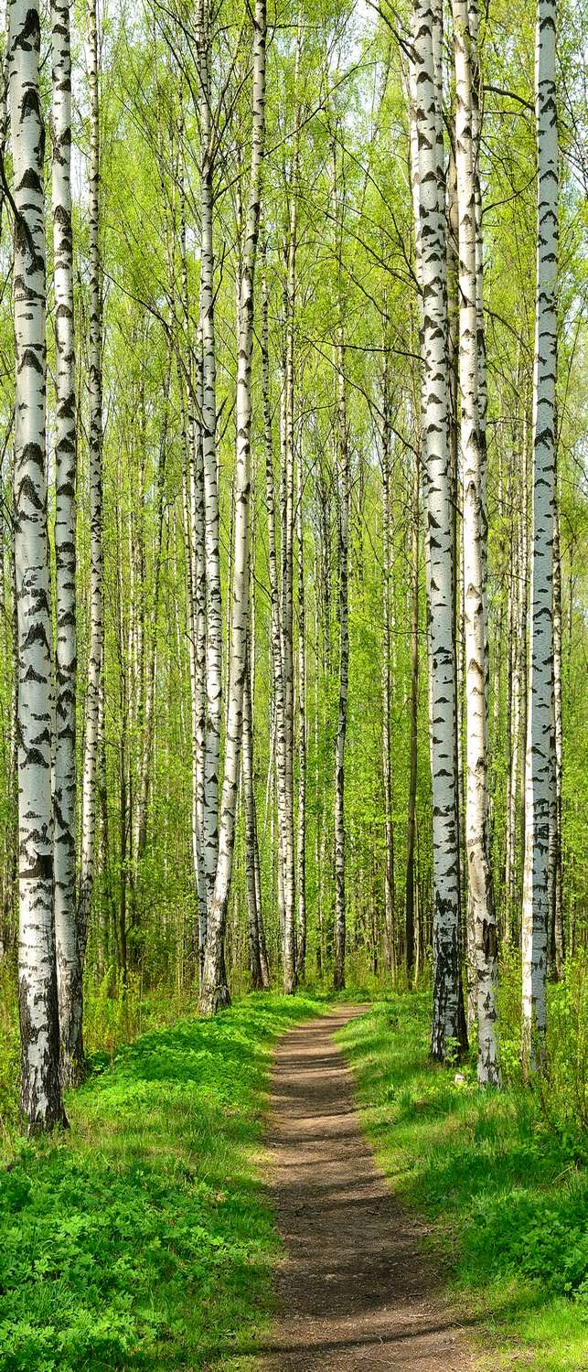 фото Самоклеющиеся фотообои "березовый парк весной", 90x210 см фотообои.рф