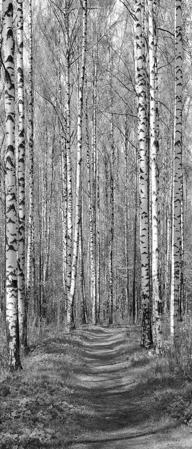 фото Самоклеющиеся фотообои "березовый парк весной", 90x210 см, эффект черно-белый фотообои.рф