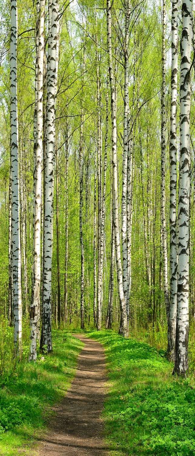 фото Самоклеющиеся фотообои "березовый парк весной", 90x210 см, эффект отраженный фотообои.рф