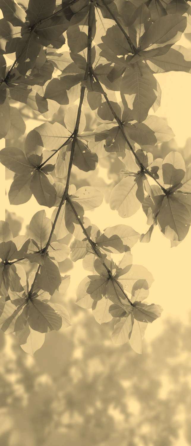 фото Самоклеющиеся фотообои "листья миндаля", 90x210 см, эффект сепия фотообои.рф