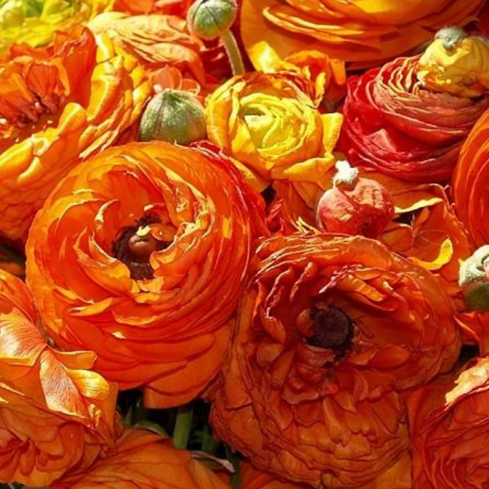 Луковицы цветов,Ранункулюс,Chipollino Flowers,Orange,805, 10 шт.