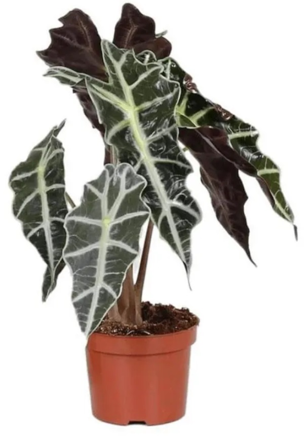 Алоказия Полли h35 см d12 см