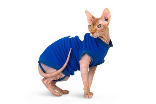 Одежда на сфинксов кошек