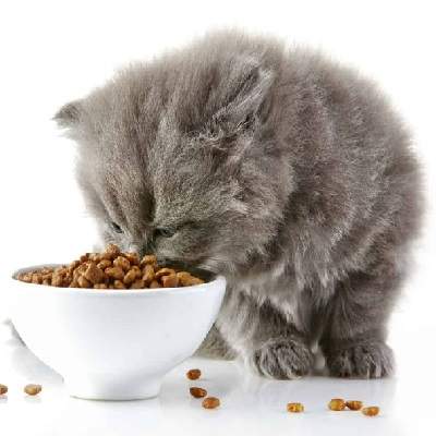 категория - Сухие корма для кошек