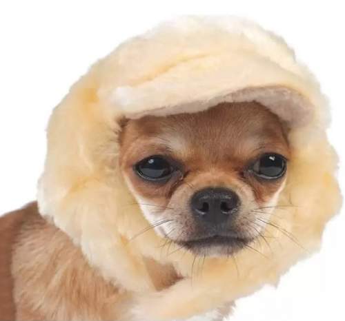 Купить шапка для собак Тузик № 4, мех, флис, 48 см унисекс, цены на  Мегамаркет | Артикул: 100029199659