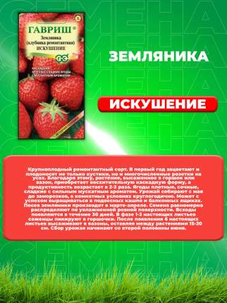 Клубника Заря: как получить сладкий урожай