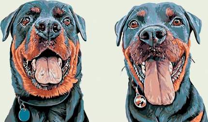 Картина по номерам "Два ротвейлера" - это набор для создания готового произведения искусства. На основу нанесён  ...