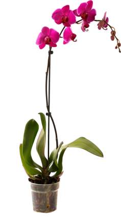 Растение Фаленопсис горшечное 1 ветка 55 см