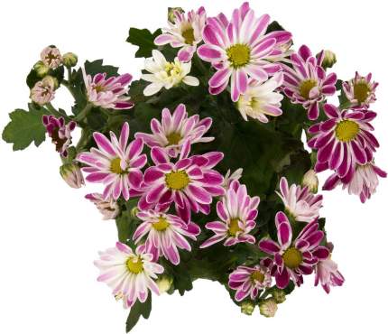 Растение комнатное Цветы Московского Хризантема 12 см