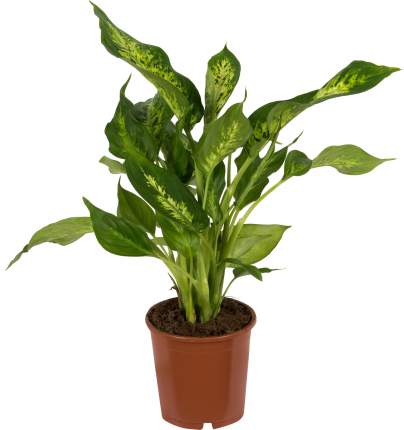 Растение комнатное Диффенбахия микс d 12 см h 30 см