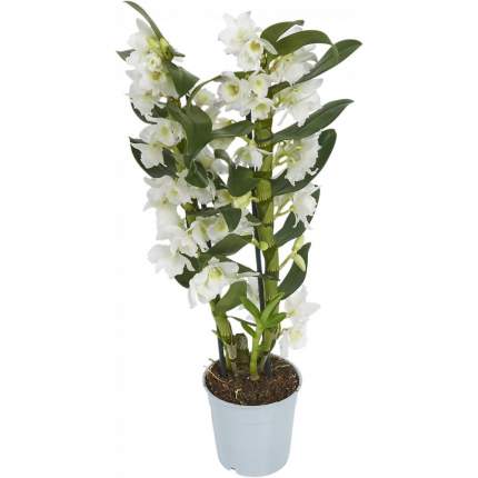 Растение комнатное Dendrobium Дендробиум 65 х 11 см