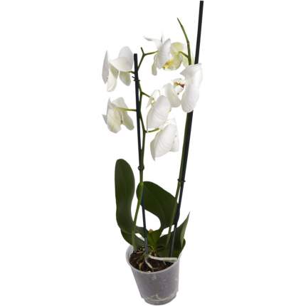 Растение комнатное Orchidaceae Орхидея микс h 50 см d 12 см