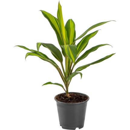 Растение комнатное Cordyline Kiwi Кордилина Киви 45 х 18 см