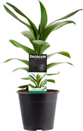 Растение комнатное Decorum Кордилина Глаука