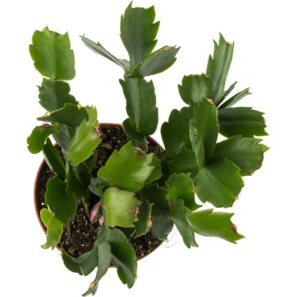 Растение комнатное Schlumbergera Wit Декабрист h 25 см d 10 см