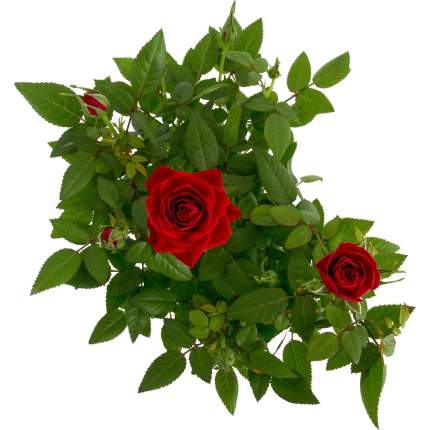 Растение комнатное Цветы Московского Роза