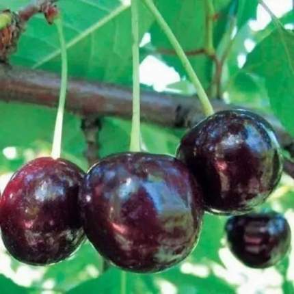Черешня Ленинградская черная: купить саженцы черешни ленинградская черная в Твер