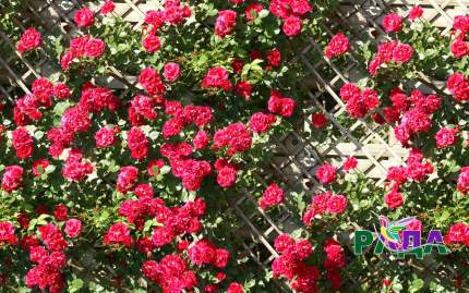 Фотосетка "Рада" для декора заборов "Розы на решетке" 158х300 см.