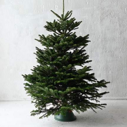 Датская елка "Пихта нордманна" размер 175-200 см, срезанная