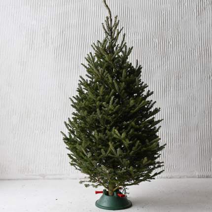 Елка живая Пихта Фразера (125-150 см)