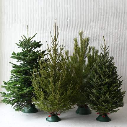 Лапник пихты