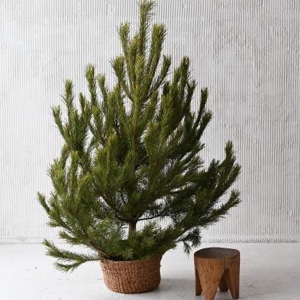 Русская сосна (175-200 см) живая, срезанная