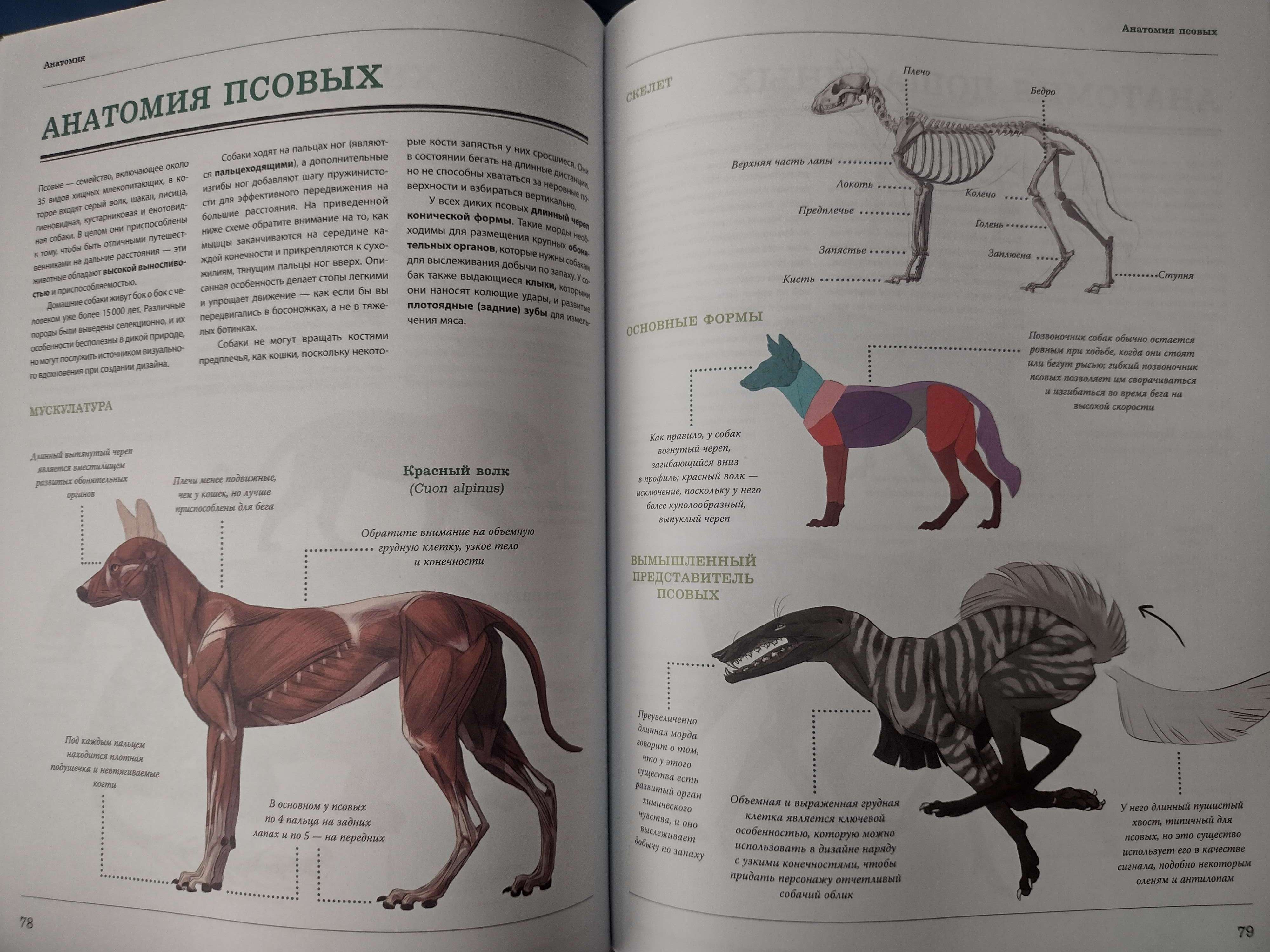 Книга Как нарисовать дракона. Пошаговые техники и практические советы -  купить истории живописи в интернет-магазинах, цены на Мегамаркет |