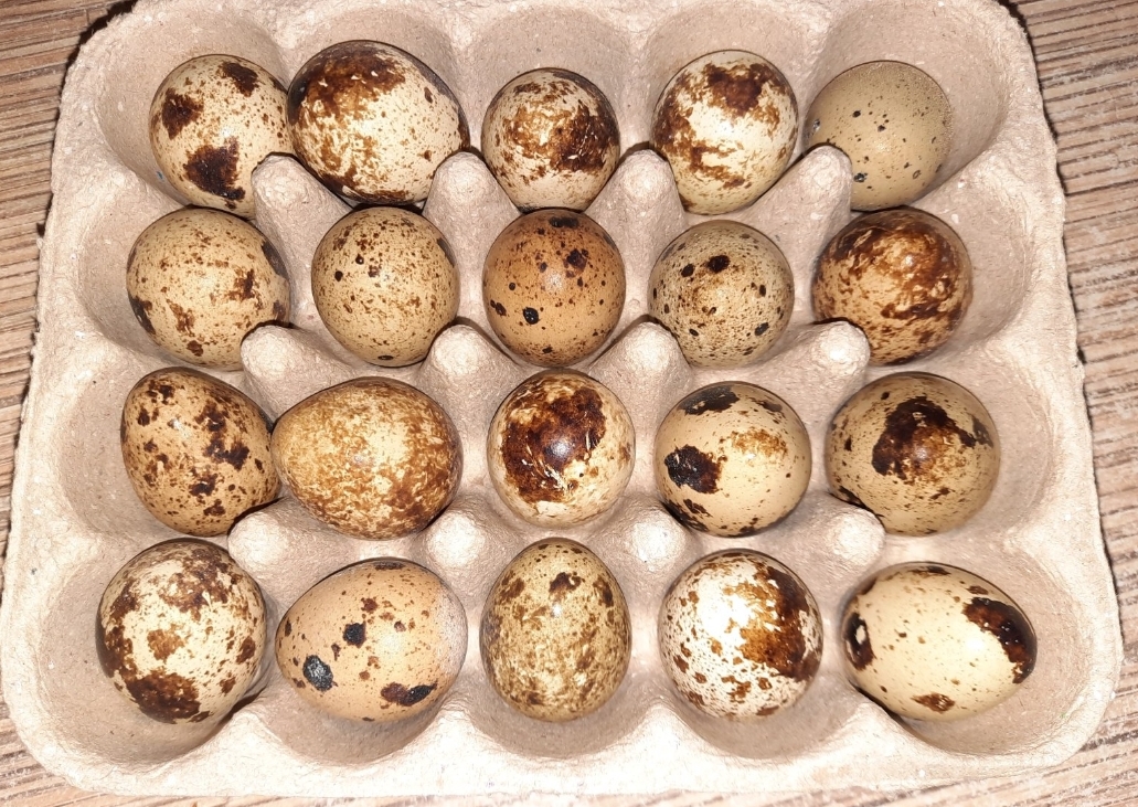 перепелиные яйца домашние цена - Кыргызстан - Страница 33