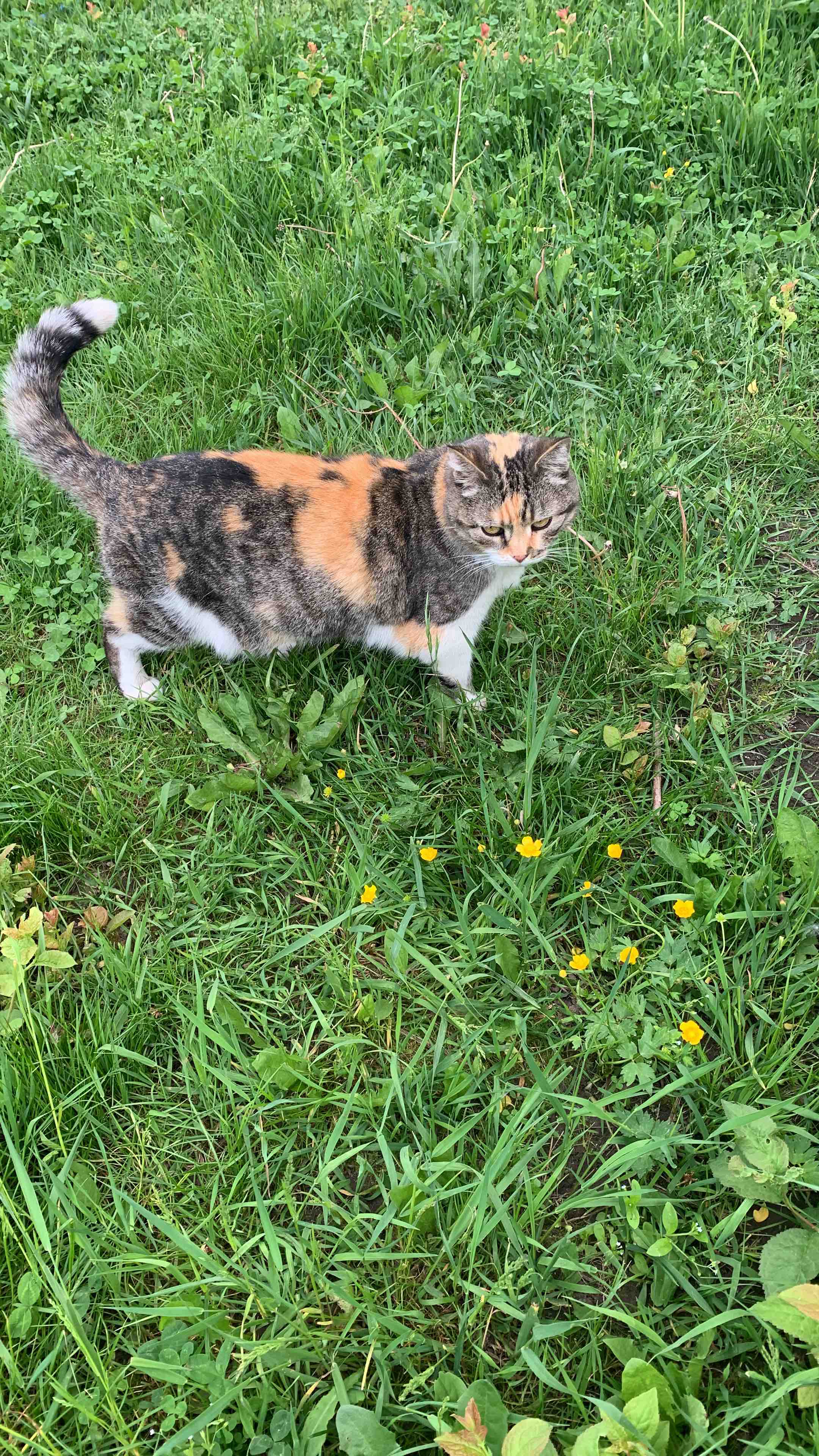 Купить влажный корм для кошек Felix Аппетитные кусочки с лососем и ...