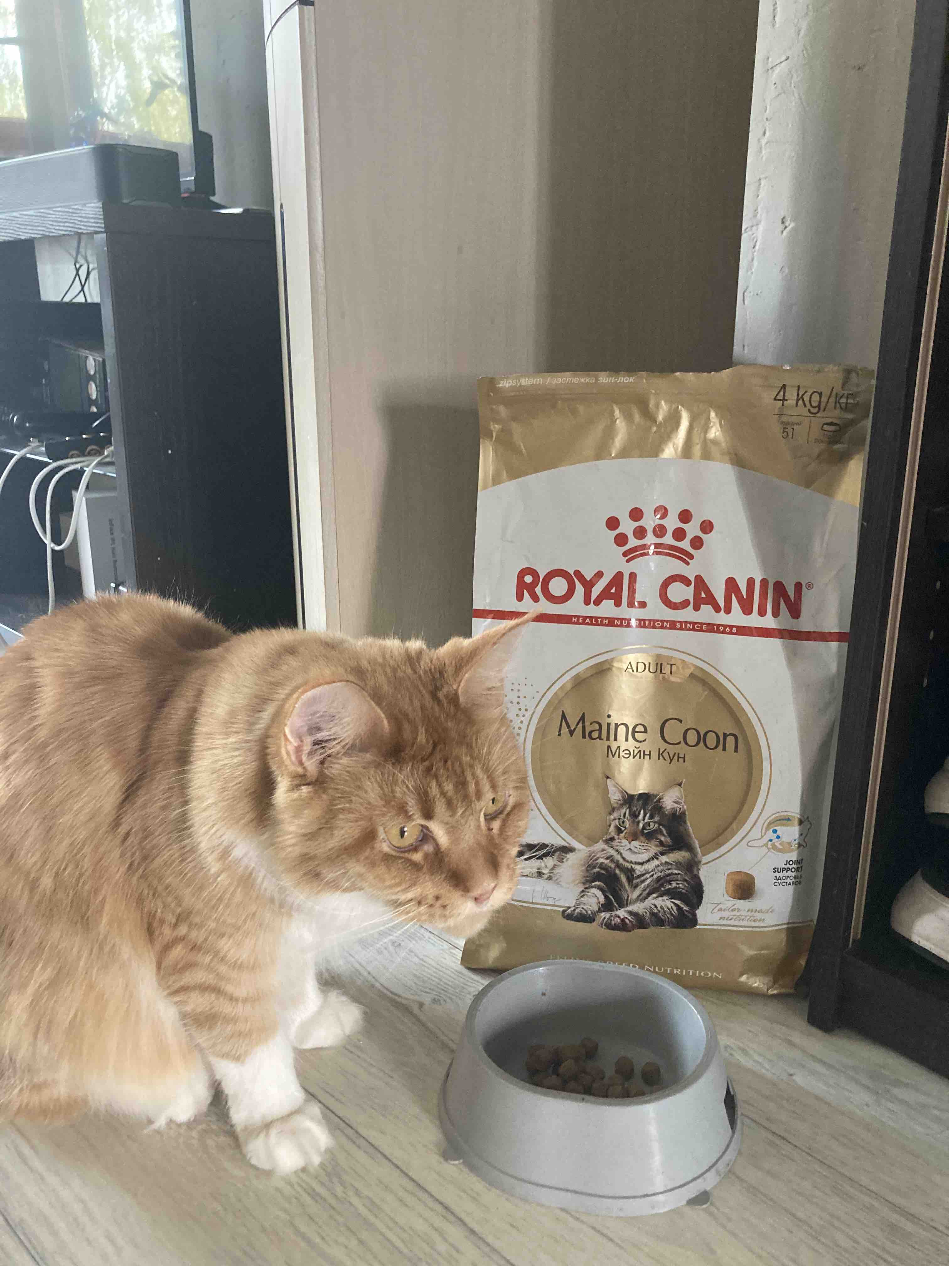 Canin maine coon. Корм для Мейн куна сухой. Royal Canin Kitten Maine Coon кусочки в соусе для кошек породы Мейн-кун 85 гр.