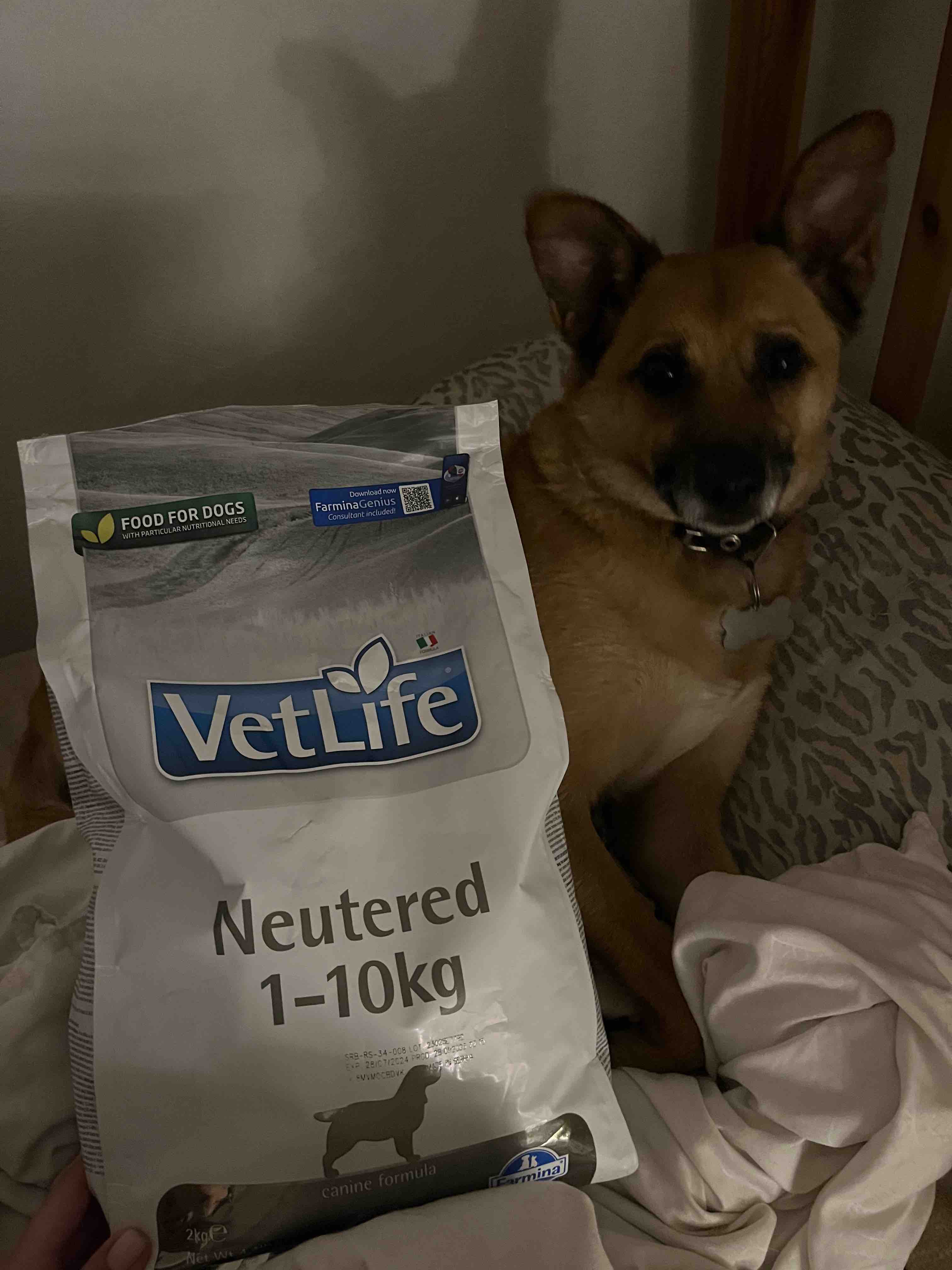 Vet life neutered 10