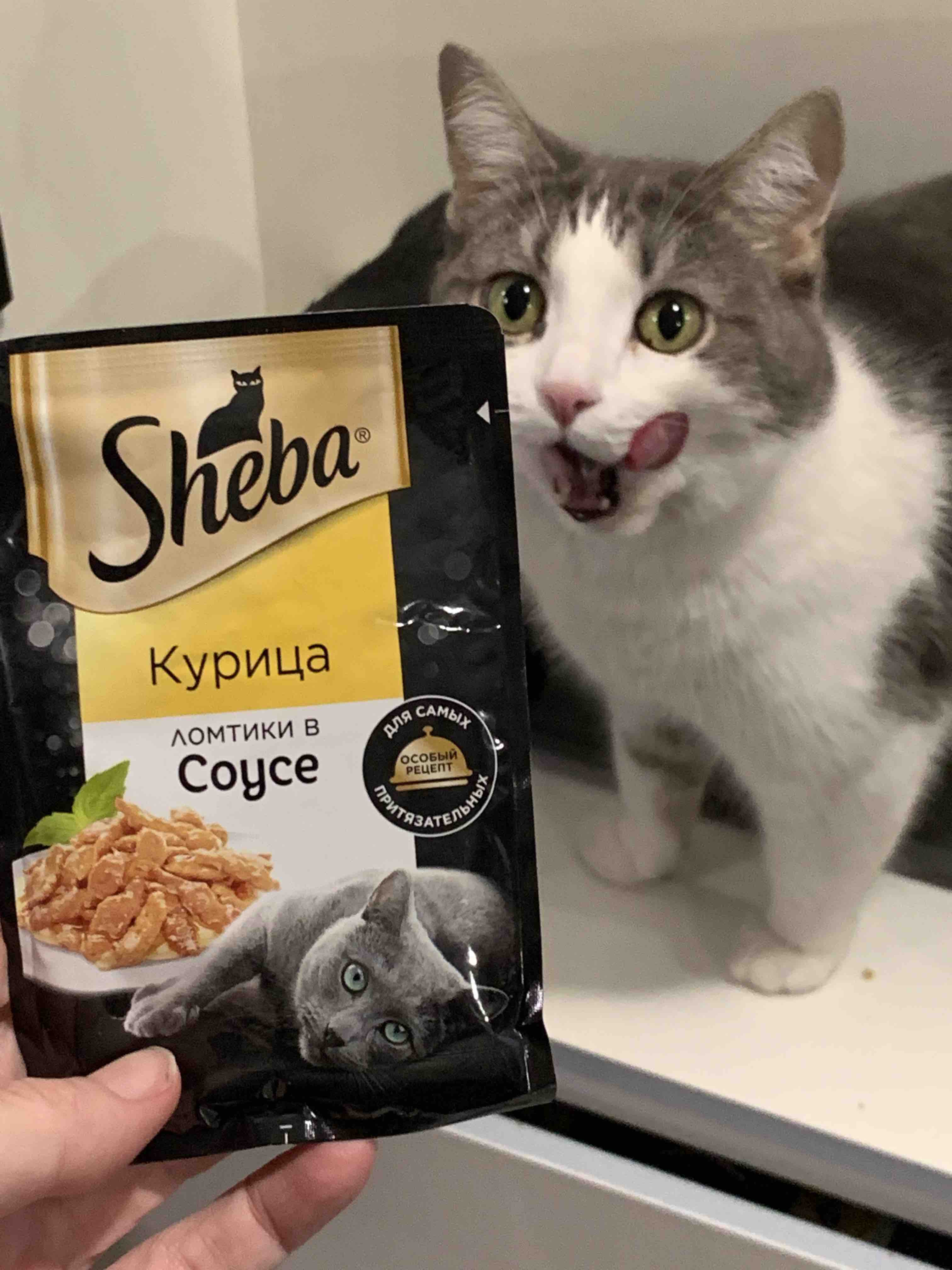 Влажный корм для кошек Sheba ломтики в соусе, курица, 75 г - отзывы  покупателей на маркетплейсе Мегамаркет | Артикул товара:100039598782