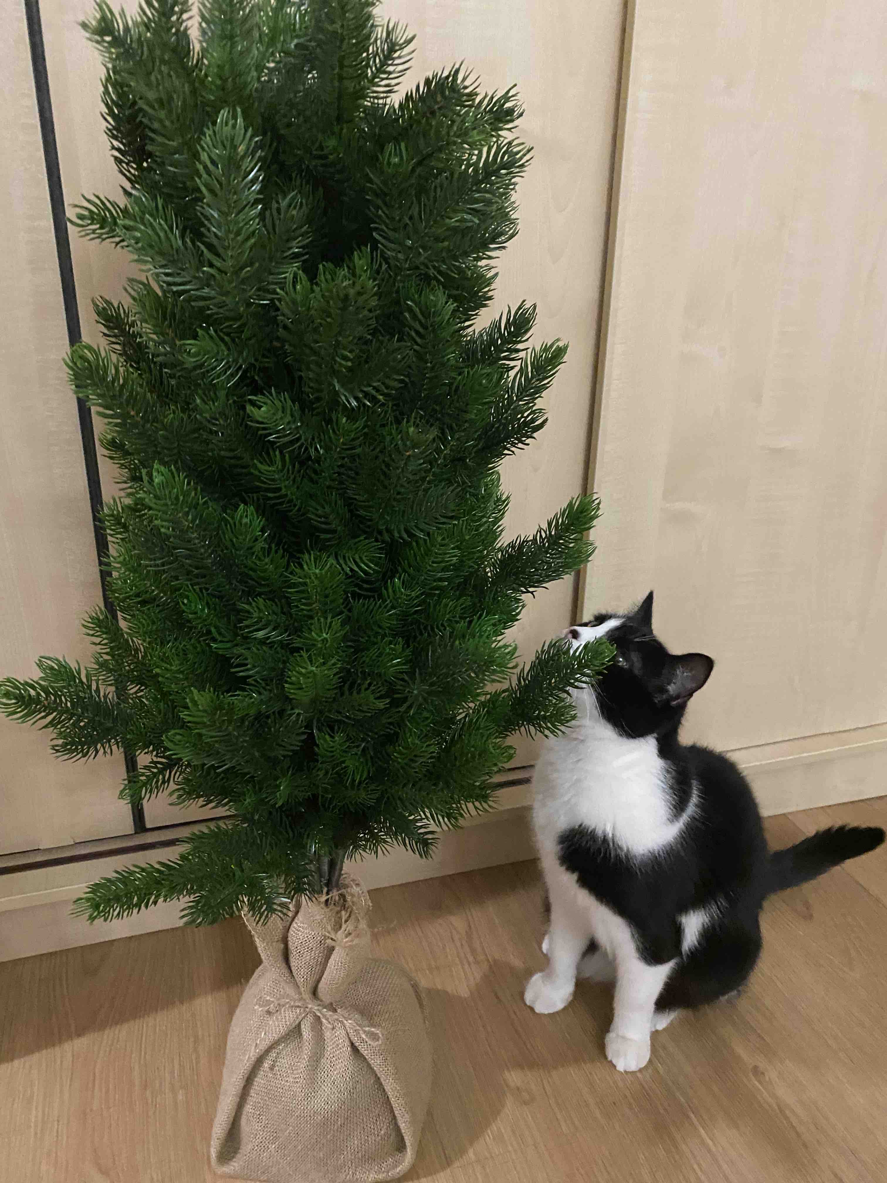 Искусственные ели: современная альтернатива живым деревьям для праздника и ландшафта