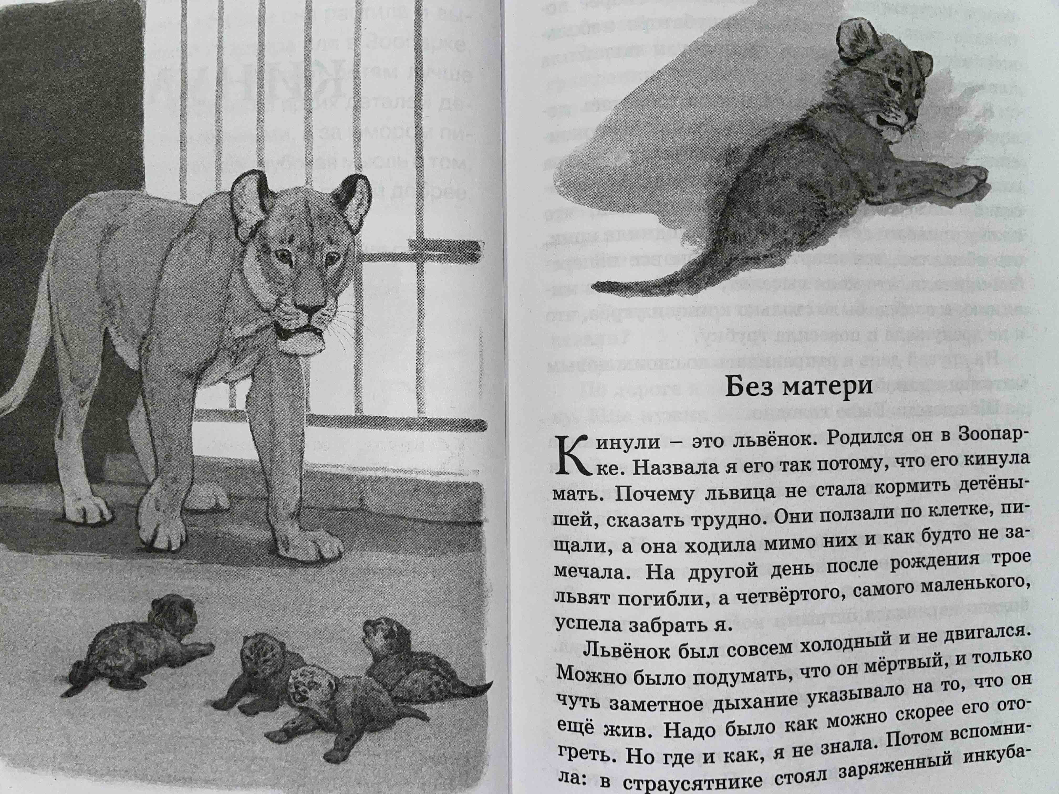 Книга «Кот-ворюга» Рассказы и сказки - отзывы покупателей на маркетплейсе  Мегамаркет | Артикул: 100025487648