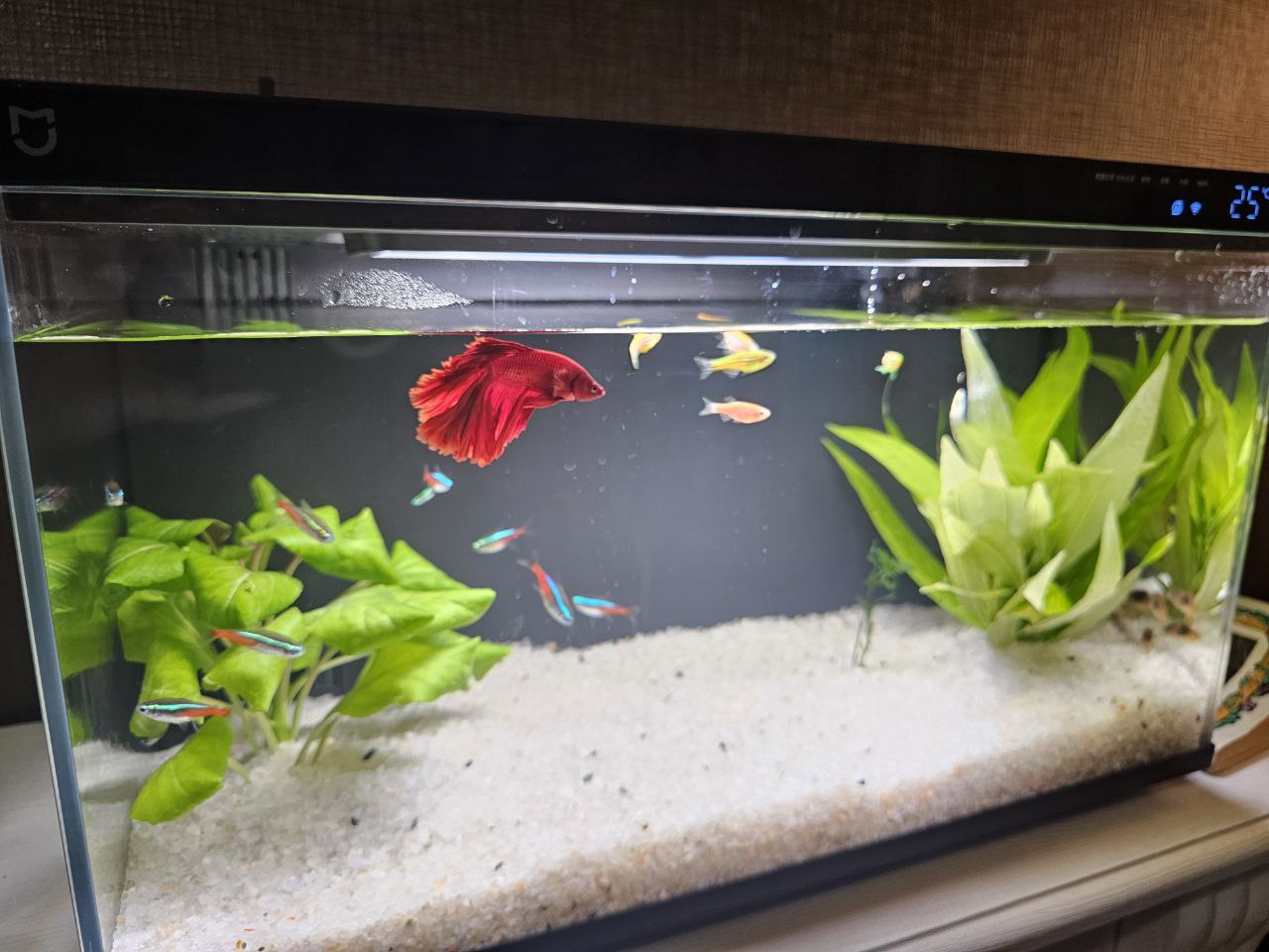 Купить умный аквариум Xiaomi Mijia Smart Fish Tank Black, черный, 44.6 х  24.6 х 29.5 см, цены на Мегамаркет | Артикул: 600012629310