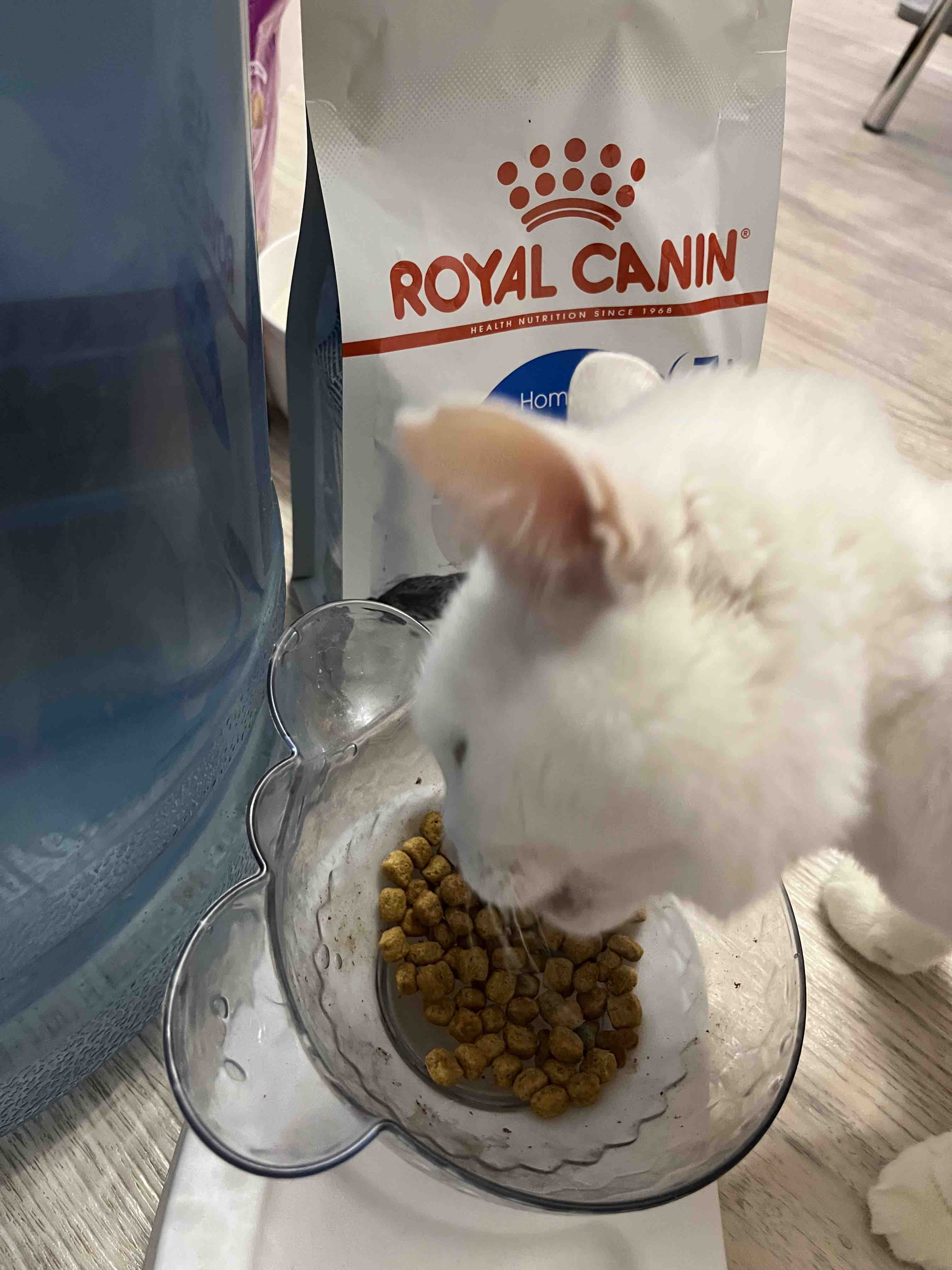 Сухой корм для кошек Royal Canin Indoor 7+, для пожилых, живущих в  помещении 400 г - отзывы покупателей на маркетплейсе Мегамаркет | Артикул  товара:100023037028