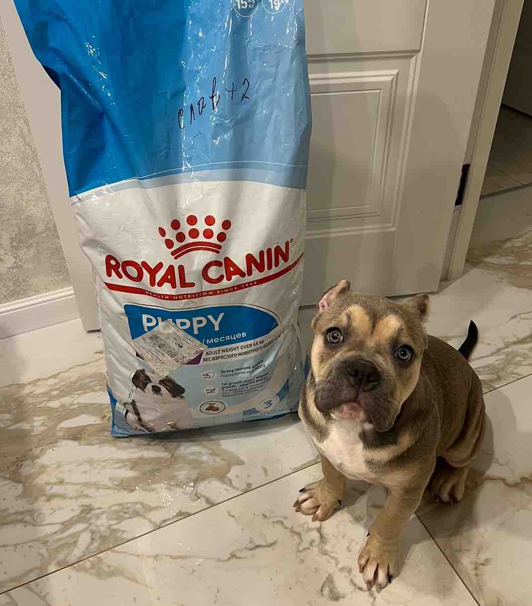 American bully royal store canin