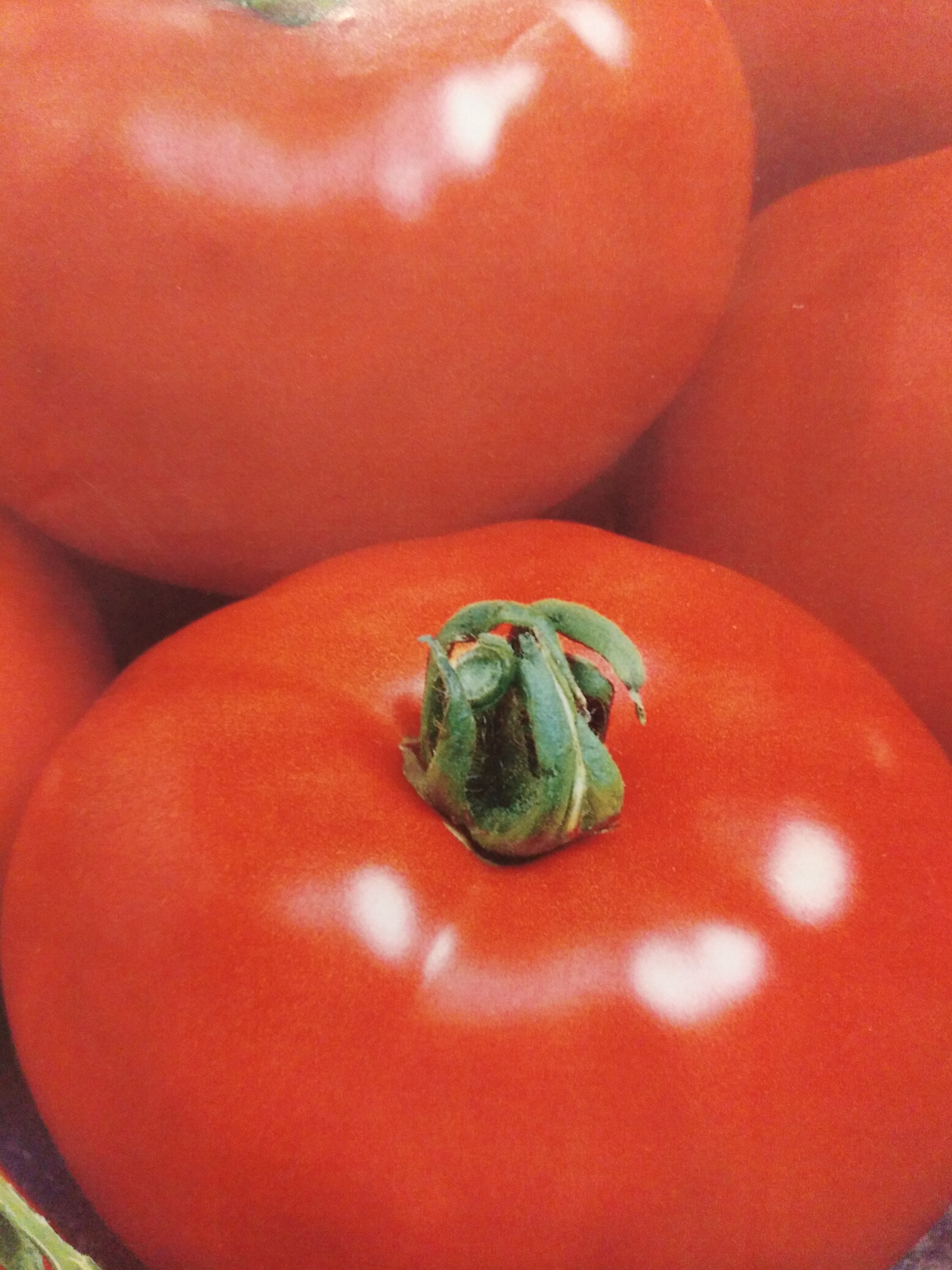 Ямал помидоры фото