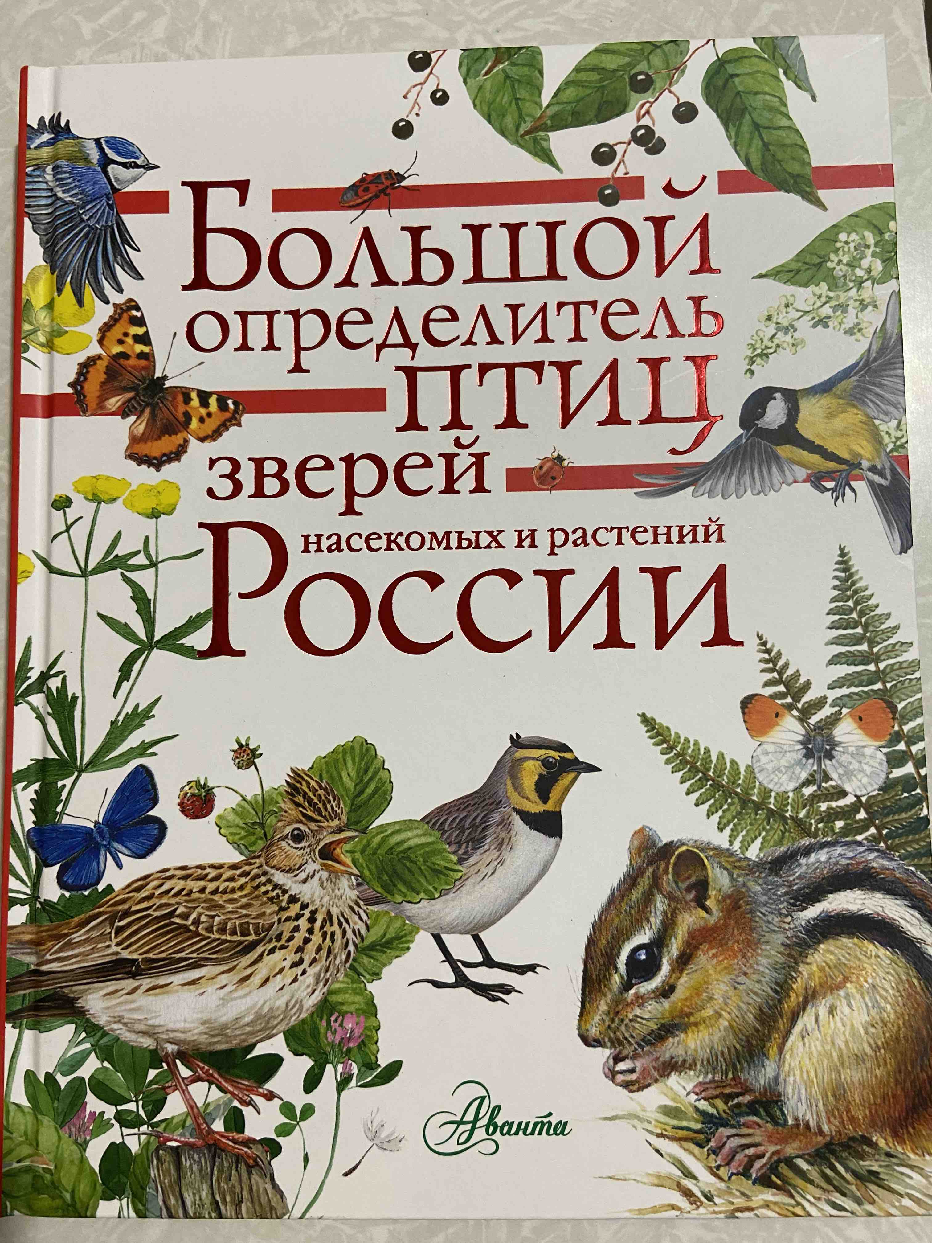 Большой Определитель Зверей, Амфибий, Рептилий, птиц, насекомых и Растений  России - отзывы покупателей на маркетплейсе Мегамаркет | Артикул:  100023095055