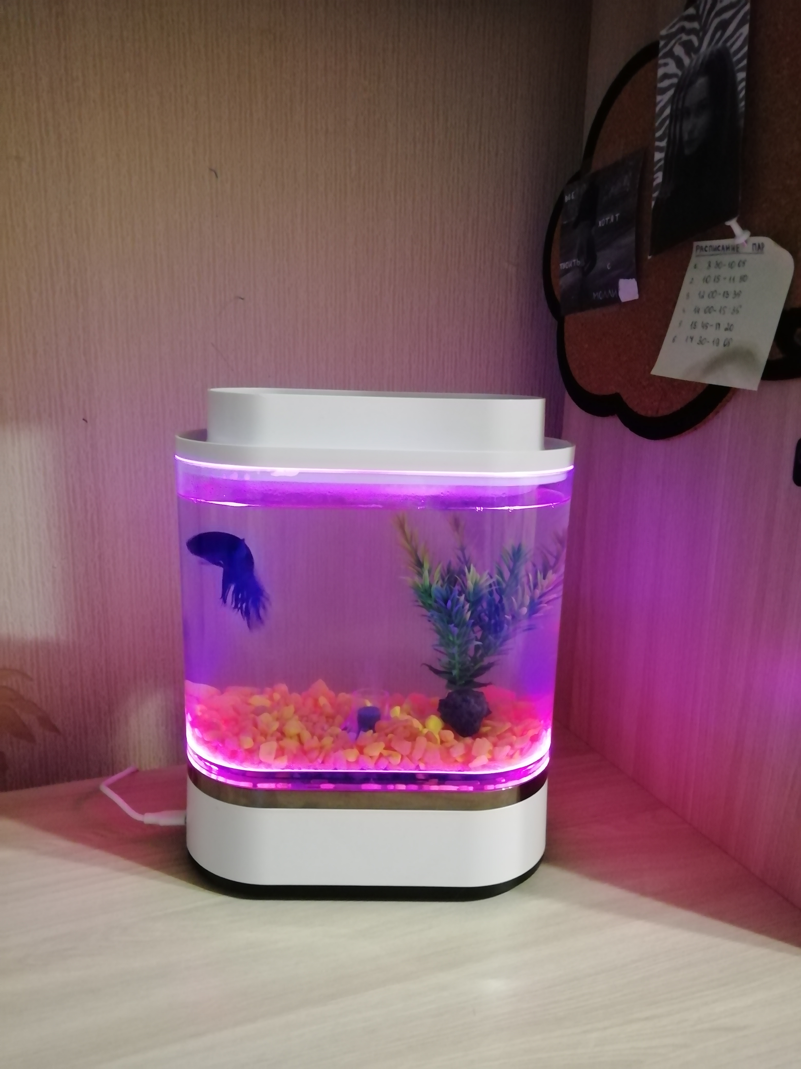 Аква-ферма Xiaomi Geometry Lazy Fish Tank HF-JHYG005 – купить в Москве,  цены в интернет-магазинах на Мегамаркет