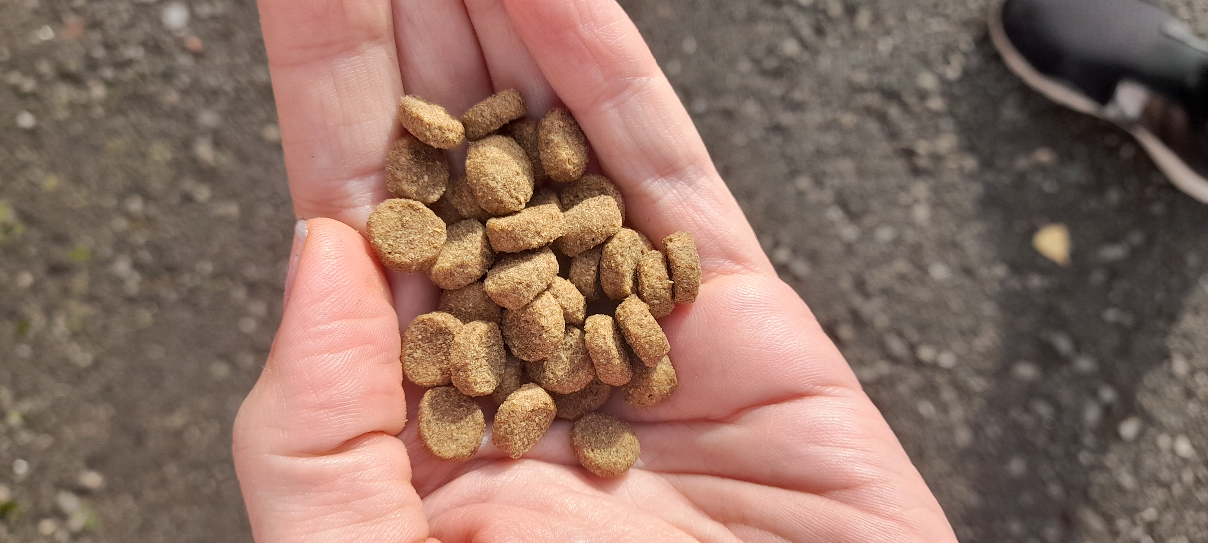 Сухой корм для кошек MonAmi, для нормальной физической активности ...