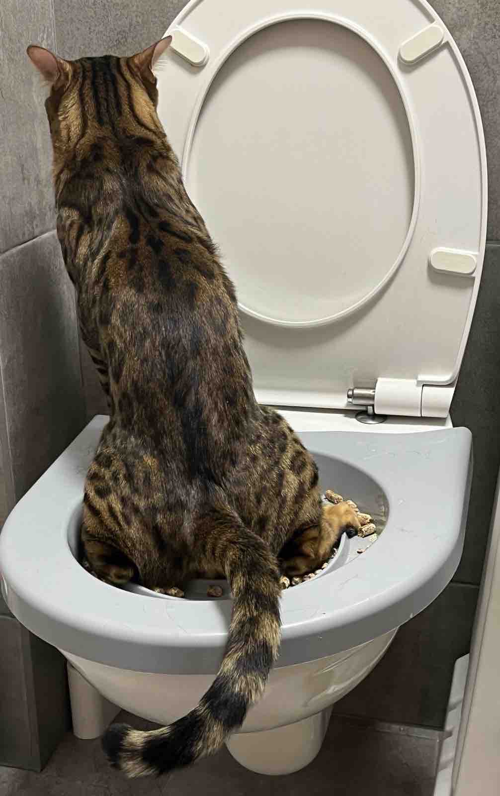 Туалет для приучения кошек к унитазу 39,2 х 38,7 х 3 см, серый - отзывы  покупателей на маркетплейсе Мегамаркет | Артикул товара:100031744057