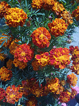 Бархатцы Маленький герой: описание, характеристики, посадка и уход, отзывы Бархатцы Маленький герой описание и характеристики сорта бархоток тонкости посадки и ухода отзывы